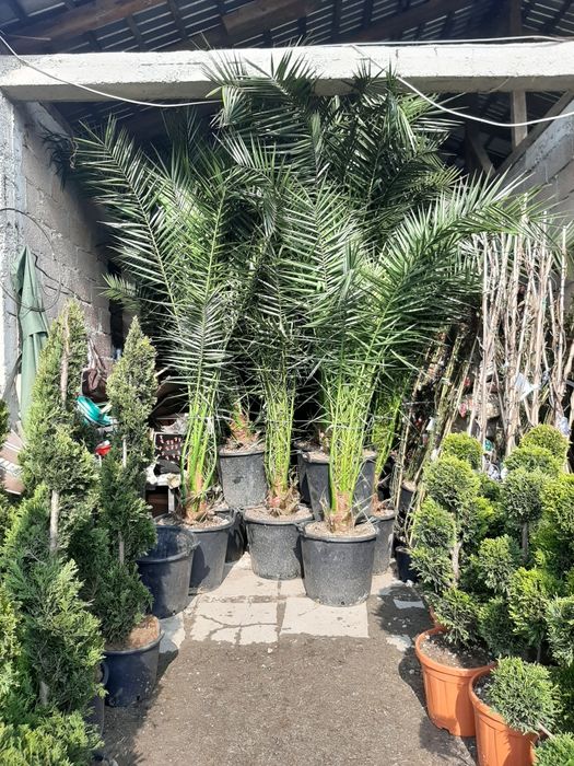 Tuia smarald brazi mesteacăn spirale liliac etc