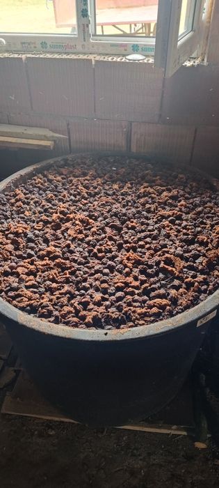 Vând prune gata culese