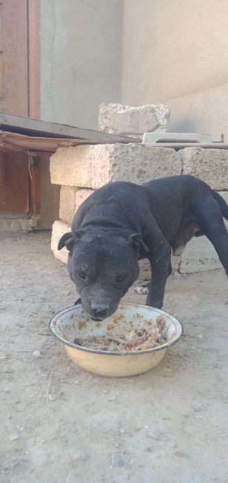 Питбуль собака Актау дачы