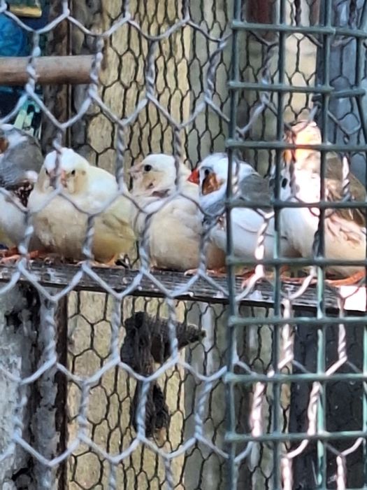 Зеброви амадини (финки)