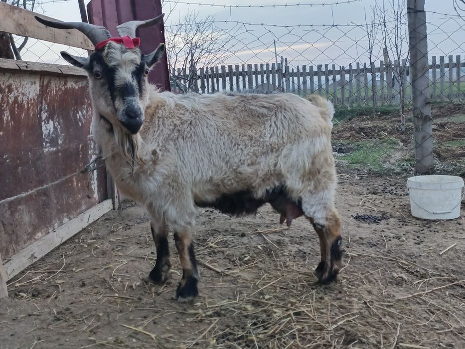 Сауынды ешкі. Тез арада