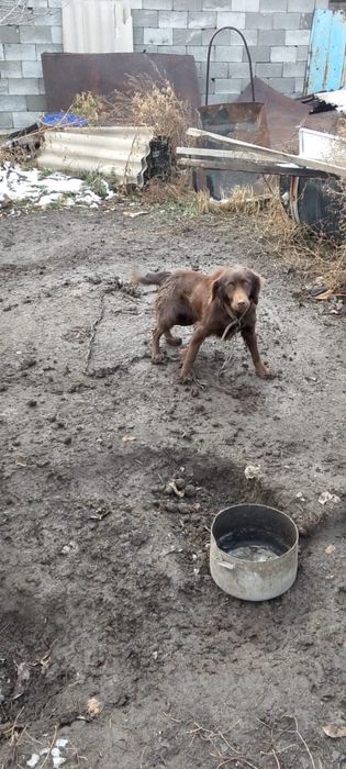 Отдам щенка бесплатно