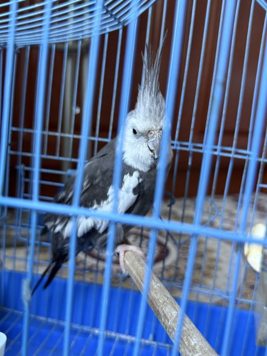 попугай, корелла