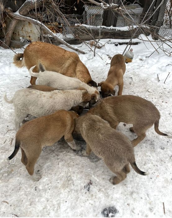Щенки в добрые руки