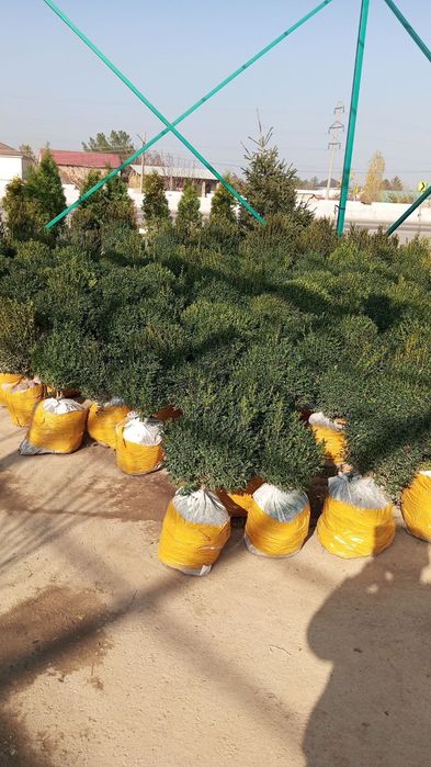 Toshkent viloyati Parkent tumani "Gulbogʻ Burxon"f/x