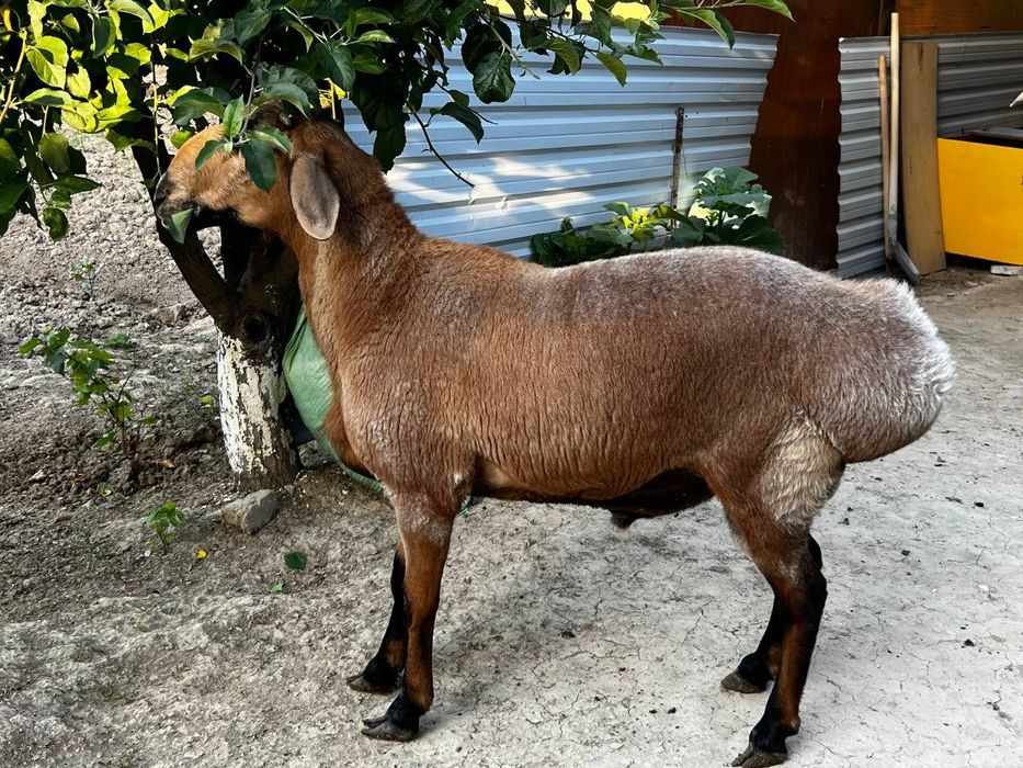 Кон чткариш ва бошка маросимлар учун кириз куелари