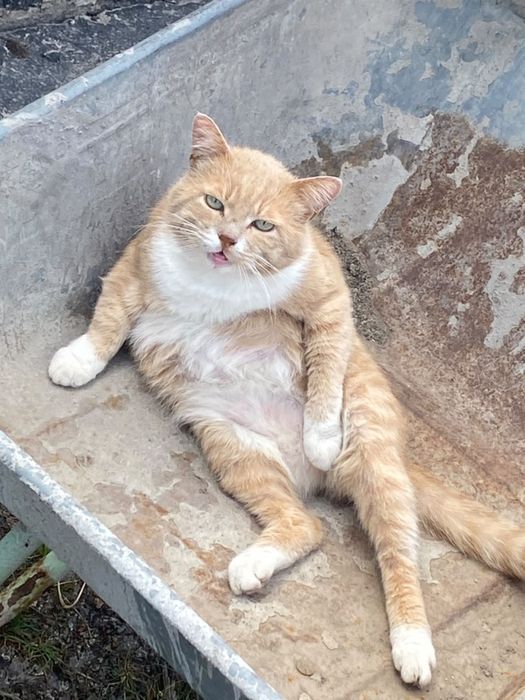Отдам кота в добрые руки