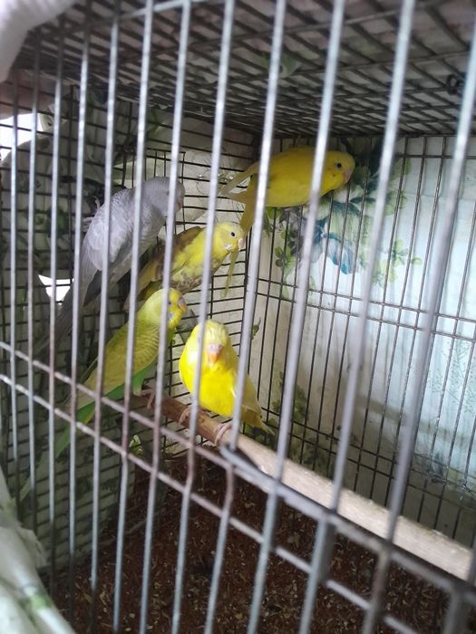 Продам попугай молодые волнистые