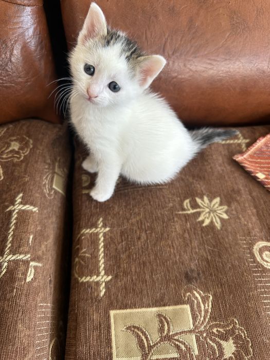 Ofer spre adoptie acesti 2 pisicei