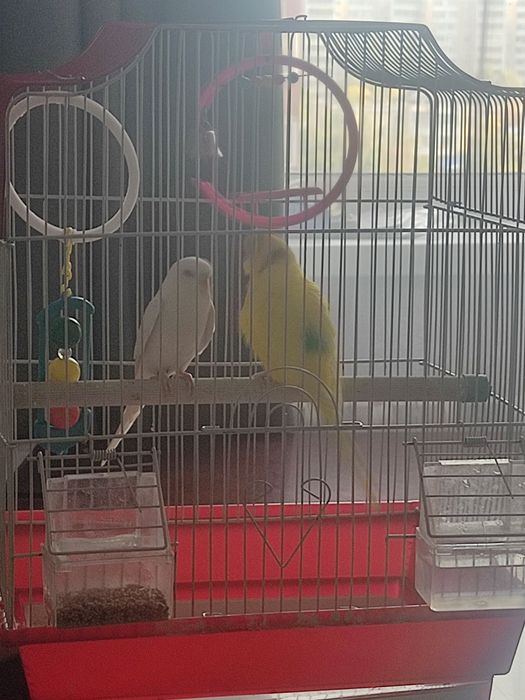 Продам попугаев в добрые руки