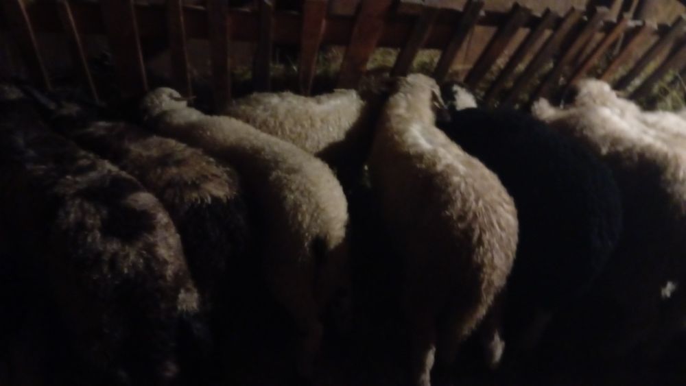 Vând   mieluti   grași