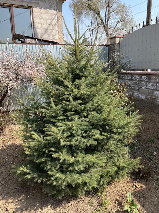 Продам живую елку