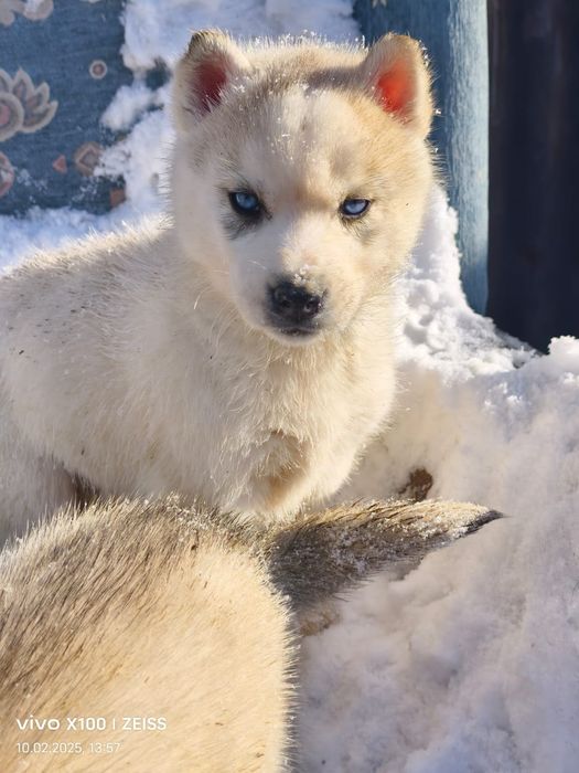 Продам щенков сибирский хаски