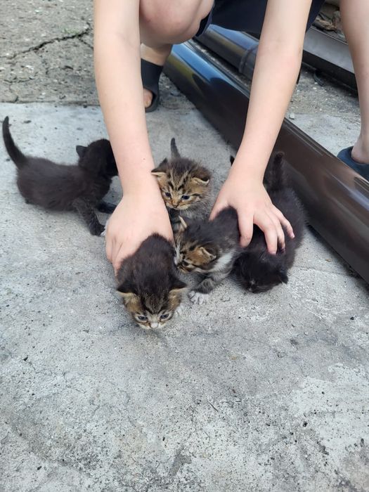 Котята, мама британская