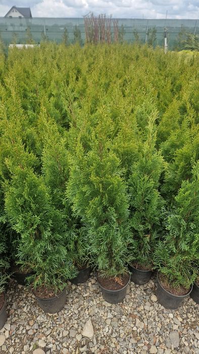 Tuia smarald la Ghiveci- 100 cm 20 ron