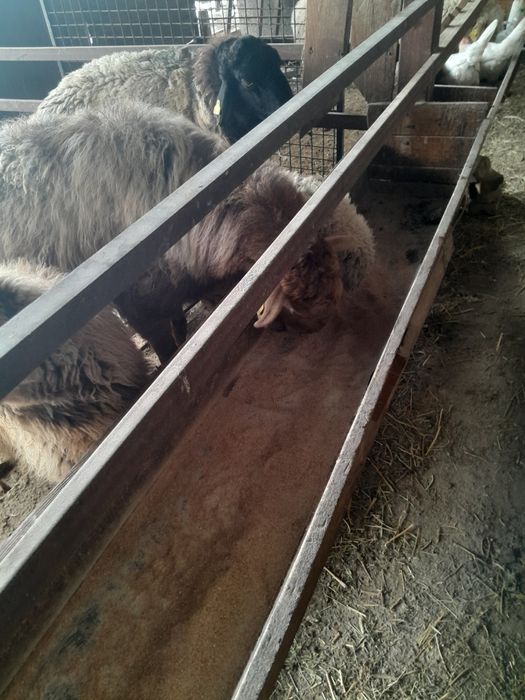 Койлар сатылымда