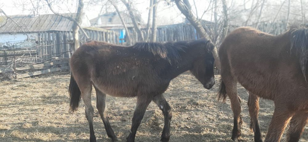 Продам лошадей цена договорная