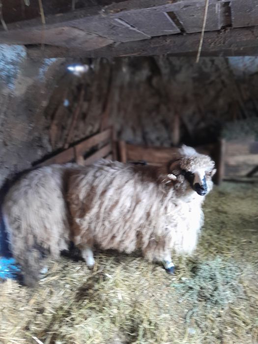 Berbecuț și o neluță