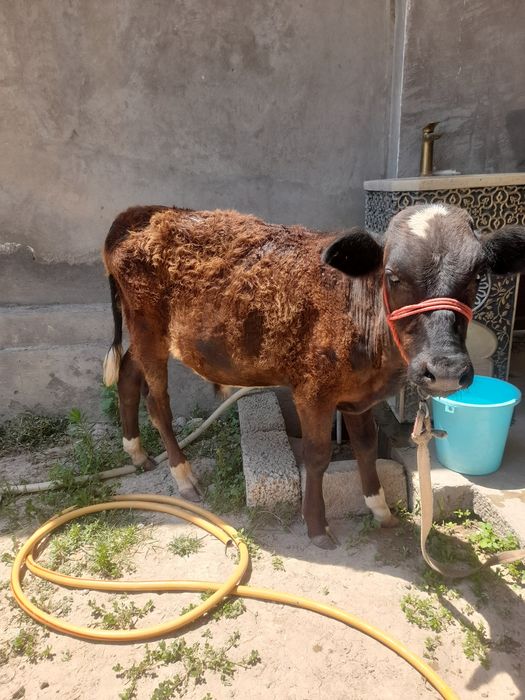 Buqacha 6 7 oylik sutan chiqan yep ichishlariga jovob hama narsa yidi