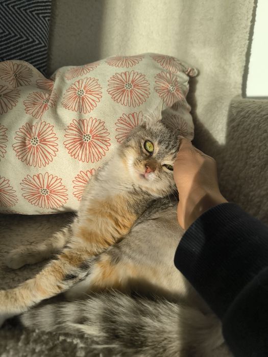 Трицветно женско коте търси дом