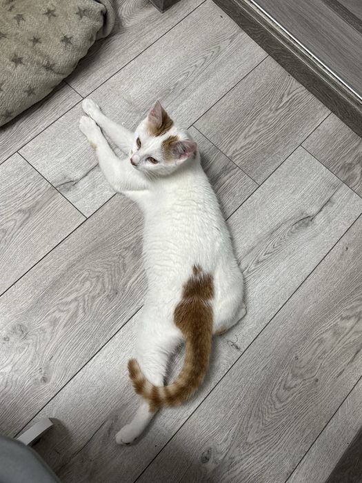 Loki isi cauta o familie