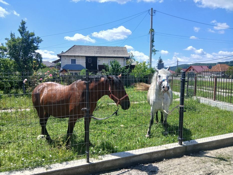 Iapa Murgă de vânzare