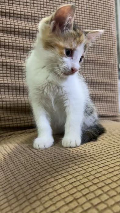 котятки девочки ждут своих хозяев