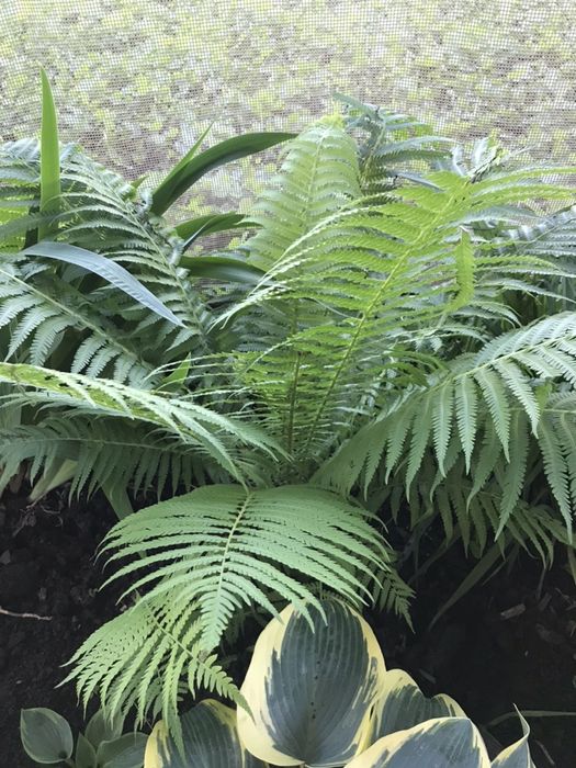 Ирисы голандские, папортники.