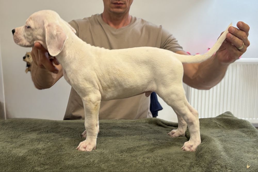 Dogo Argentino/Dog Argentinian