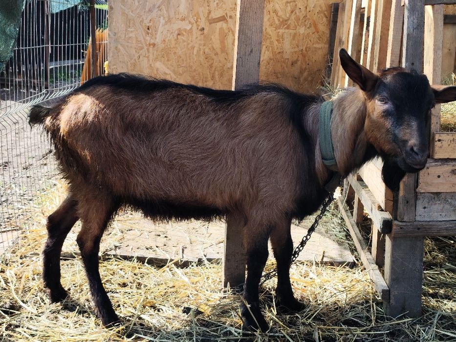 Vand țap alpin francez ciut genetic