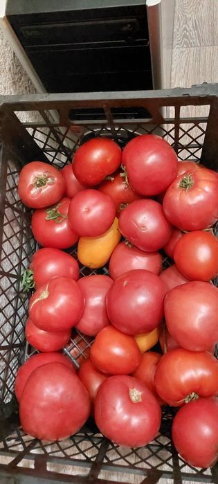 Продам домашние помидоры