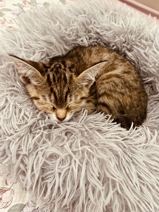 Золотая шиншила