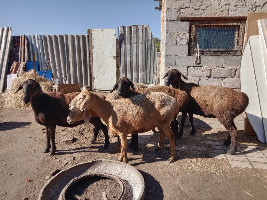 Продам гиссарских баранов