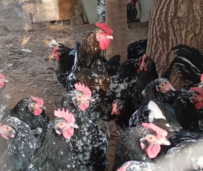 Яйцо Австролорп мраморный