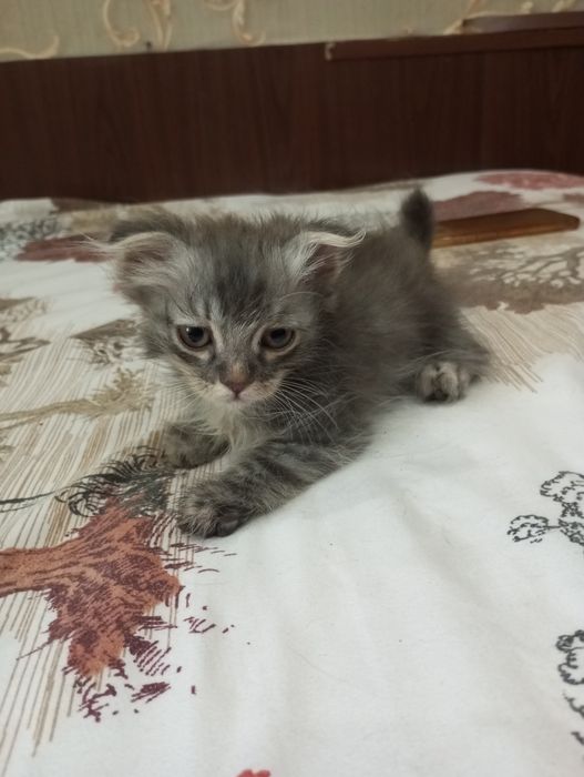 Вислоухие котята