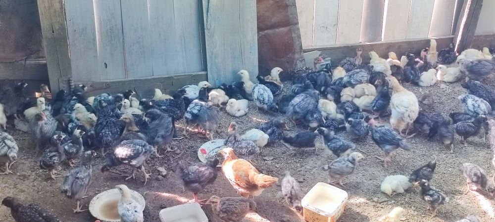 Vand pui crescuți Bio 35 lei bucata