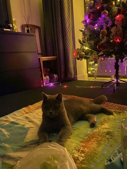 Британская кошка