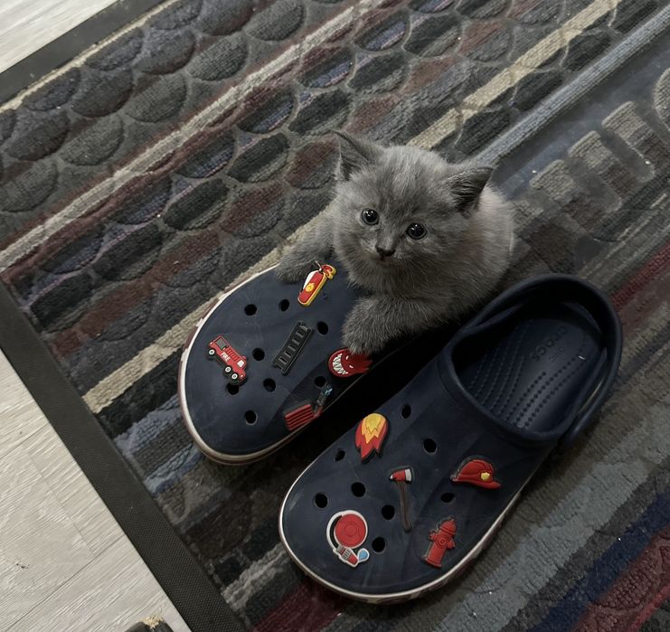 Продаются британские котята