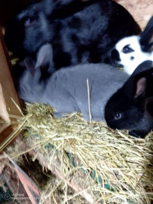 Se vinde iepuroaice cu pui