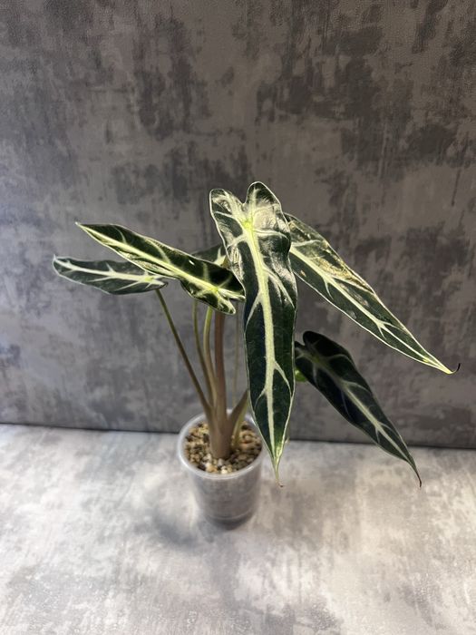 Алоказия Бамбино Эрроу (Alocasia Bambino Arrow)