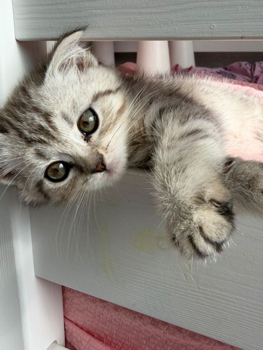 Котенок 2 месячный