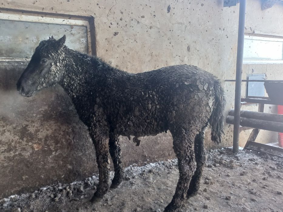 Соғымға Байталдар  Құнандар Дөнендер  Сатылады