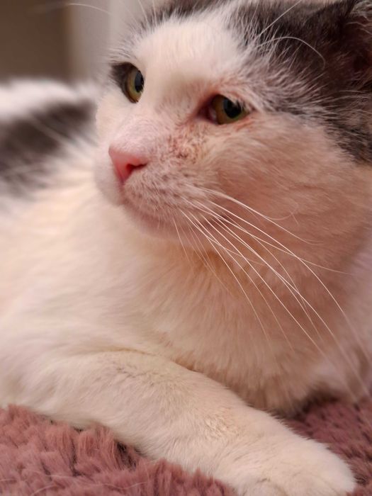 Adoptie motan castrat