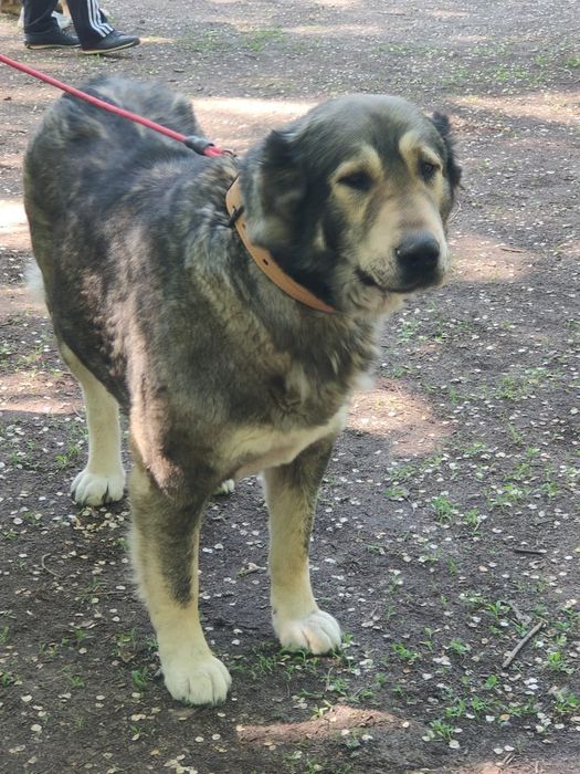 Продам щенков тобет