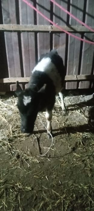 Еркек бұзау. Тараз 1 пер Анапия Кожанкулва 20