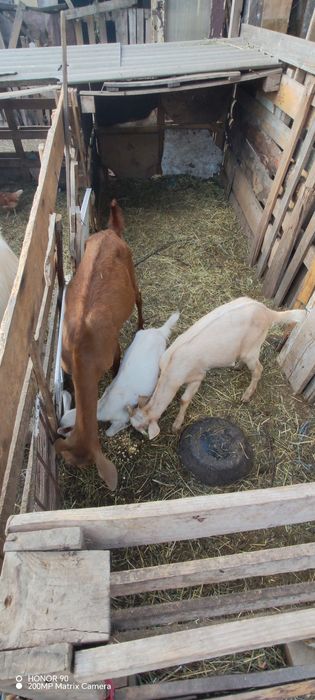 Vând doar iezi, caprele am nevoie pentru reproducere