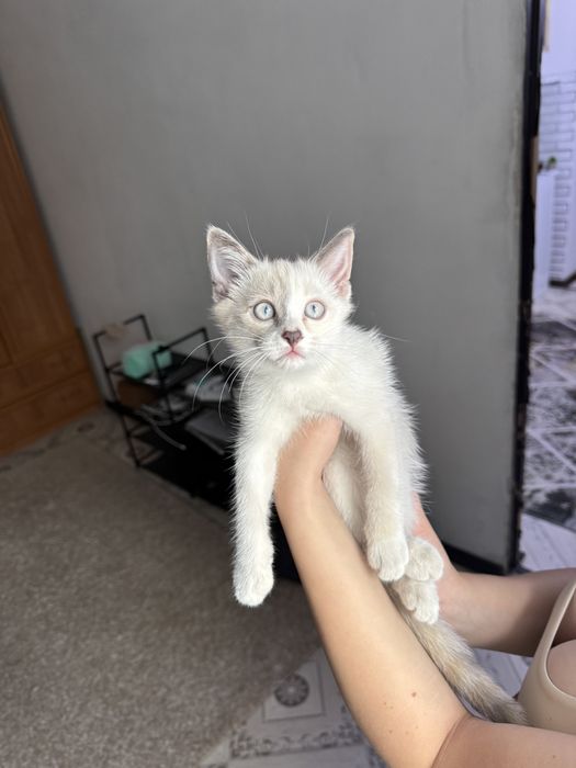 Отдам кошку даром
