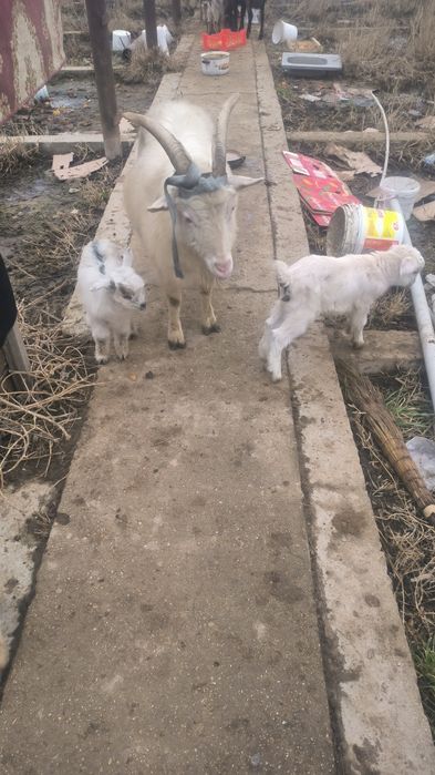 Ешкилер сатылады