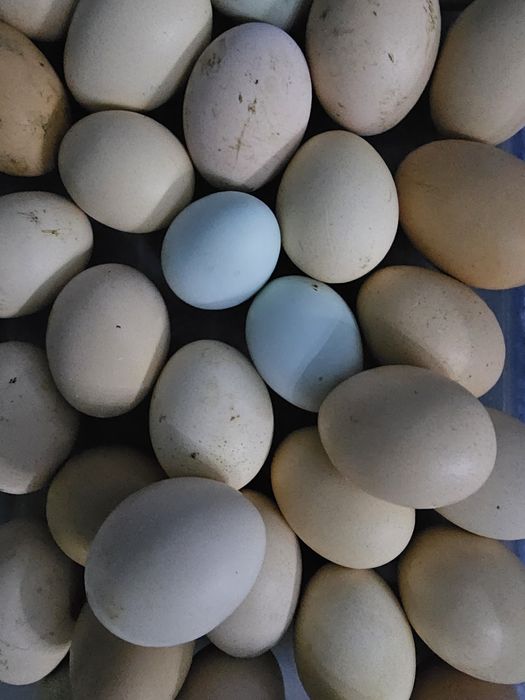 Инкубацияга зотли товук тухумлари сотилади.