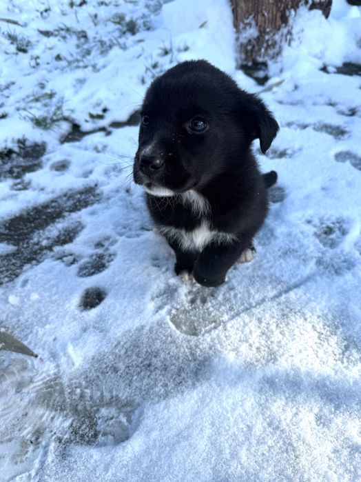 Кученца, на 40 дни, баща лабрадор, майка без порода.